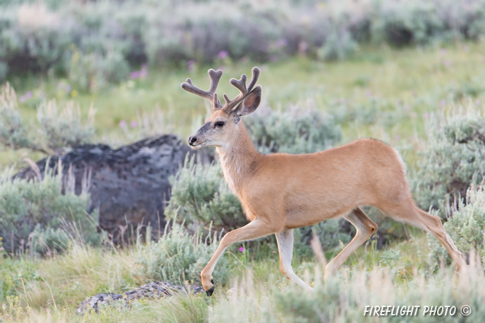 Wildlife;Deer;Mule Deer;Buck;Odocoileus hemionus;Grass;Yellowstone NP;Wyoming;D4