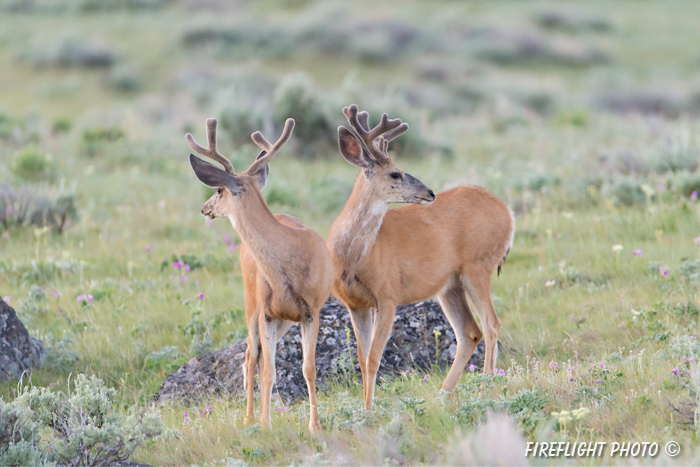 Wildlife;Deer;Mule Deer;Buck;Odocoileus hemionus;Grass;Yellowstone NP;Wyoming;D4