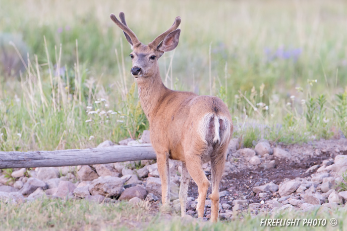 Wildlife;Deer;Mule Deer;Buck;Odocoileus hemionus;Grass;Yellowstone NP;Wyoming;D4