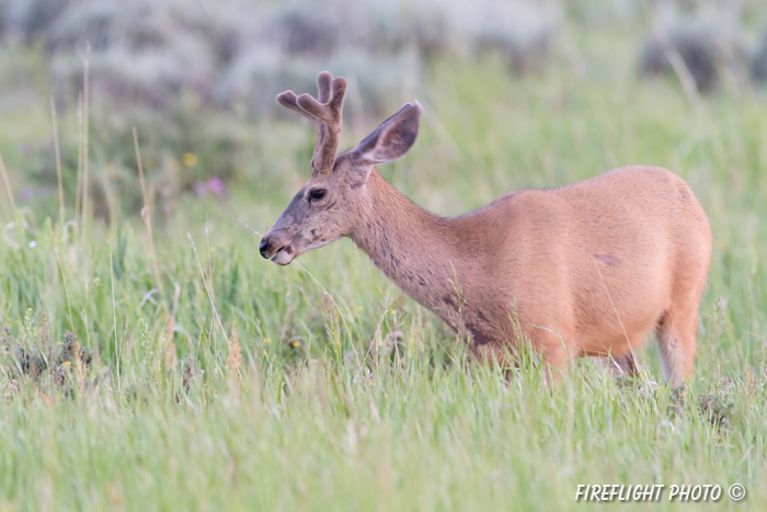 Wildlife;Deer;Mule Deer;Buck;Odocoileus hemionus;Grass;Yellowstone NP;Wyoming;D4