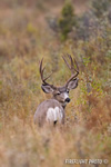 Wildlife;Deer;mule-Deer;Buck;Odocoileus-hemionus;Grass;Grand-Tetons-NP;Wyoming;D4