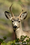 wildlife;Deer;Mule-Deer;Odocoileus-hemionus;Bryce-NP;Head-Shot;UTAH