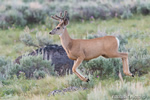 Wildlife;Deer;mule-Deer;Buck;Odocoileus-hemionus;Grass;Yellowstone-NP;Wyoming;D4