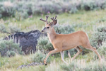 Wildlife;Deer;Mule-Deer;Buck;Odocoileus-hemionus;Grass;Yellowstone-NP;Wyoming;D4