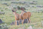 Wildlife;Deer;Mule-Deer;Buck;Odocoileus-hemionus;Grass;Yellowstone-NP;Wyoming;D4