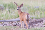 Wildlife;Deer;Mule-Deer;Buck;Odocoileus-hemionus;Grass;Yellowstone-NP;Wyoming;D4