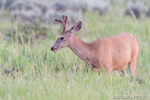 Wildlife;Deer;Mule-Deer;Buck;Odocoileus-hemionus;Grass;Yellowstone-NP;Wyoming;D4