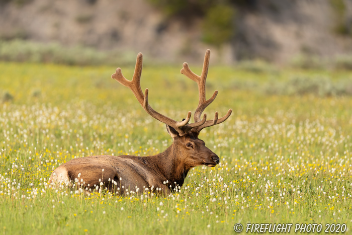 Wildlife;Elk;Bull Elk;Cervus elaphus;Yellowstone NP;Wyoming;grass;flowers;D5