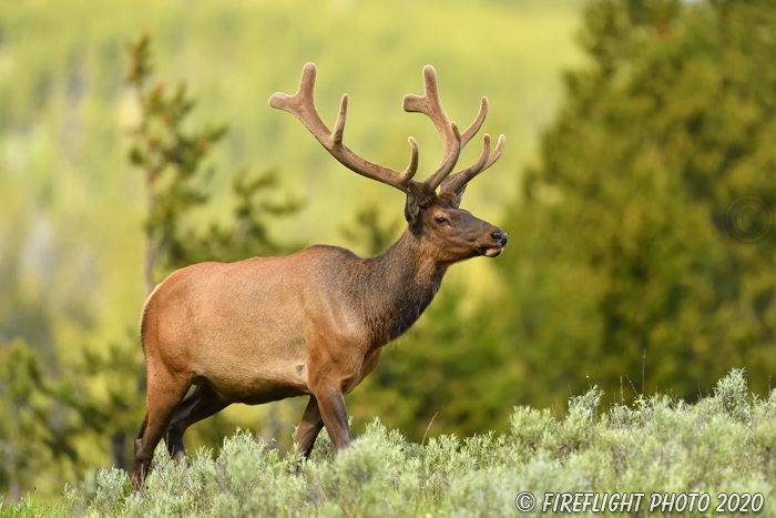 Wildlife;Elk;Bull Elk;Cervus elaphus;Velvet;Yellowstone NP;Wyoming;grass;D5