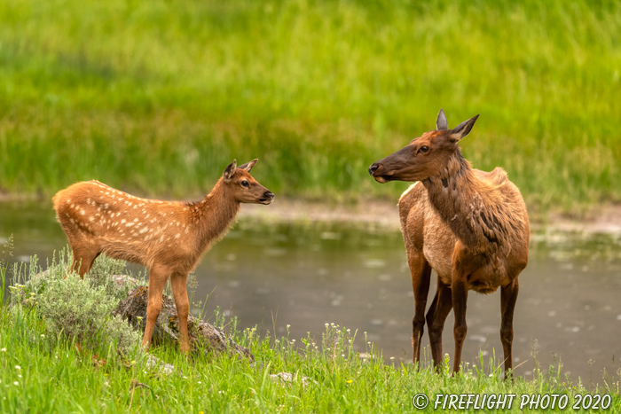 Wildlife;Elk;Female Elk;Cervus elaphus;river;Yellowstone NP;Wyoming;grass;calf;baby;D5