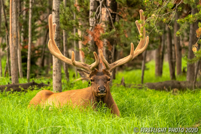 Wildlife;Elk;Bull Elk;Cervus elaphus;Creek;Yellowstone NP;Wyoming;grass;bedded down;D5