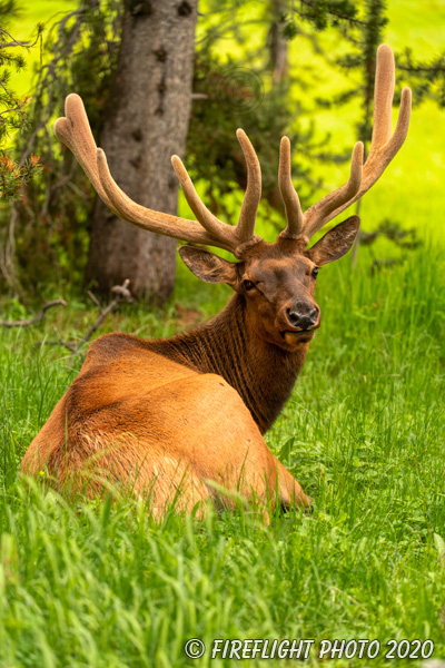 Wildlife;Elk;Bull Elk;Cervus elaphus;Creek;Yellowstone NP;Wyoming;grass;bedded down;D5