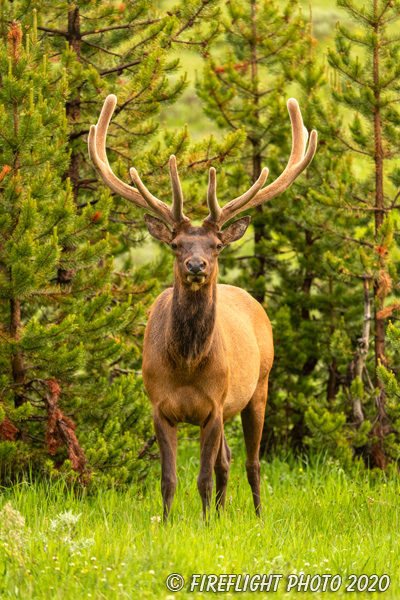 Wildlife;Elk;Bull Elk;Cervus elaphus;trees;Yellowstone NP;Wyoming;grass;velvet;D5