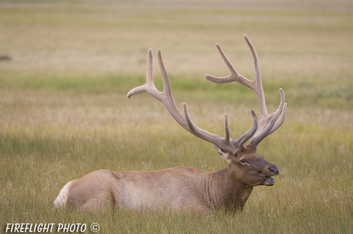 Wildlife;Elk;Bull Elk;Cervus elaphus;grass;Yellowstone NP;Wyoming