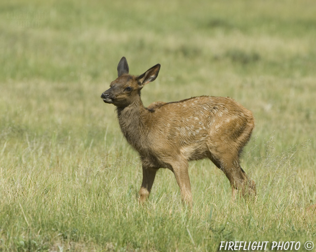 Wildlife;Elk;calf;Cervus elaphus;grass;Yellowstone NP;Wyoming