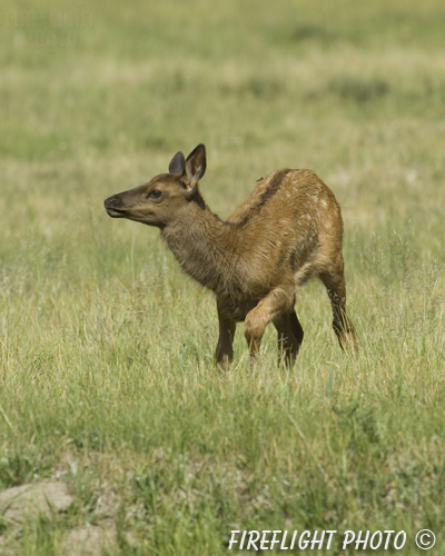 Wildlife;Elk;calf;Cervus elaphus;grass;Yellowstone NP;Wyoming