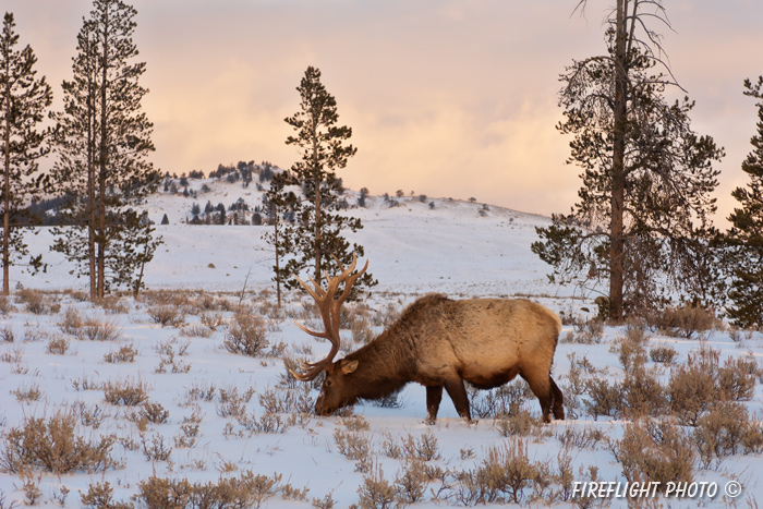 Wildlife;Elk;Bull Elk;Cervus elaphus;Snow;sunset;Yellowstone NP;Wyoming