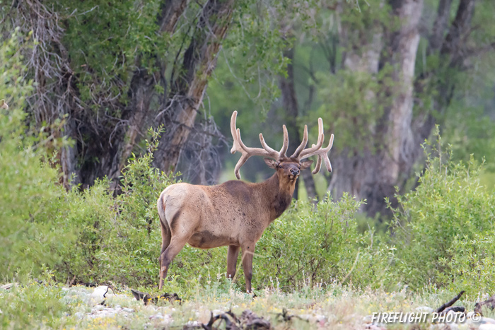 Wildlife;Elk;Bull Elk;Cervus elaphus;River;Trees;Grand Teton;Wyoming