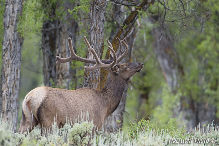 Wildlife;Elk;Bull Elk;Cervus elaphus;River;Trees;Grand Teton;Wyoming