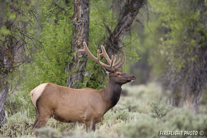 Wildlife;Elk;Bull Elk;Cervus elaphus;River;Trees;Grand Teton;Wyoming
