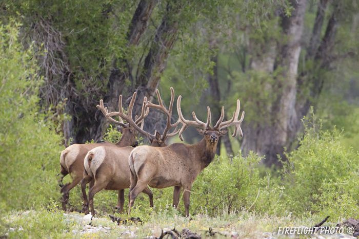 Wildlife;Elk;Bull Elk;Cervus elaphus;River;Trees;Grand Teton;Wyoming