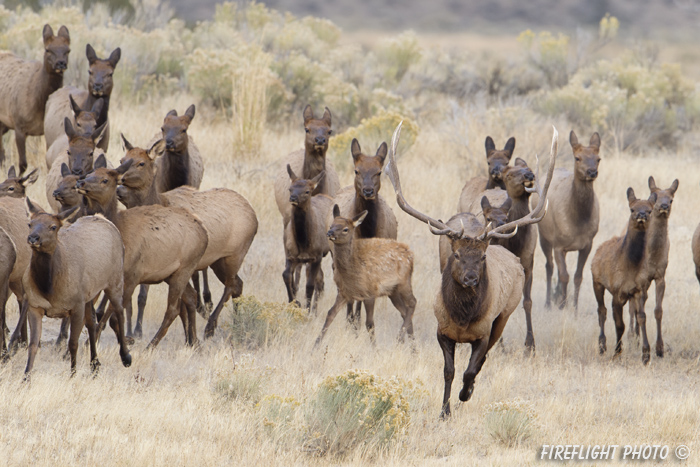 Wildlife;Elk;Bull Elk;Cervus elaphus;stampede;herd;Grand Teton;Wyoming;D4