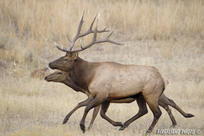 Wildlife;Elk;Bull Elk;Cervus elaphus;stampede;herd;Grand Teton;Wyoming;D4