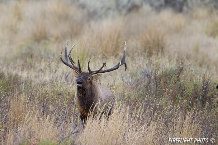 Wildlife;Elk;Bull Elk;Cervus elaphus;bugle;bugling;Grand Teton;Wyoming;D4