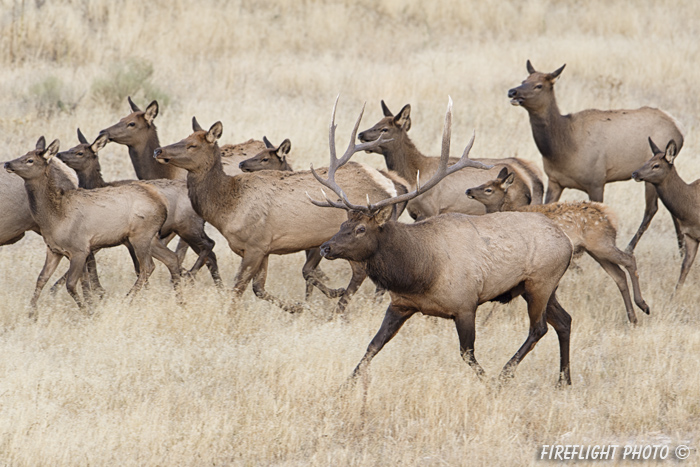 Wildlife;Elk;Bull Elk;Cervus elaphus;stampede;herd;Grand Teton;Wyoming;D4