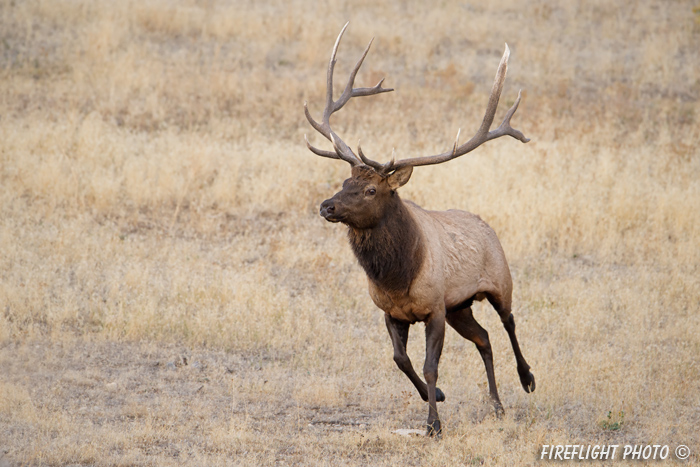 Wildlife;Elk;Bull Elk;Cervus elaphus;stampede;herd;Grand Teton;Wyoming;D4