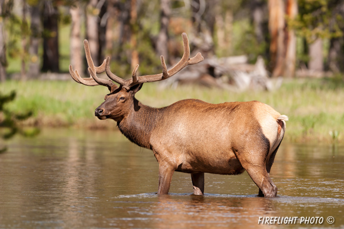 Wildlife;Elk;Bull Elk;Cervus elaphus;Creek;Yellowstone NP;Wyoming;D3X