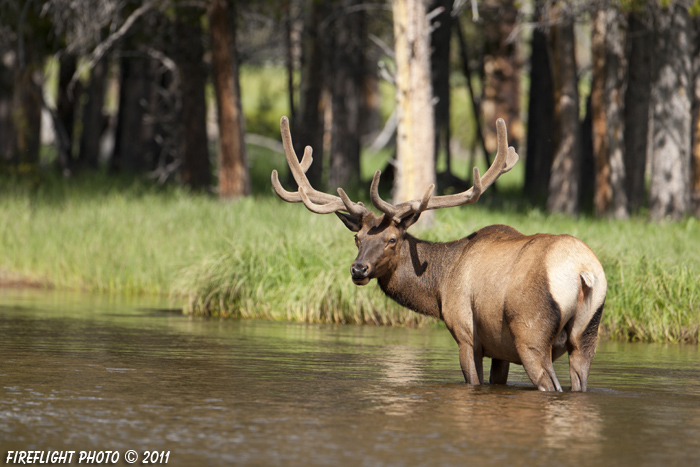 Wildlife;Elk;Bull Elk;Cervus elaphus;Creek;Yellowstone NP;Wyoming;D3X