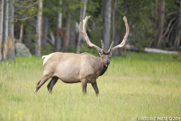 Wildlife;Elk;Bull Elk;Cervus elaphus;Creek;Yellowstone NP;Wyoming;grass;D3X