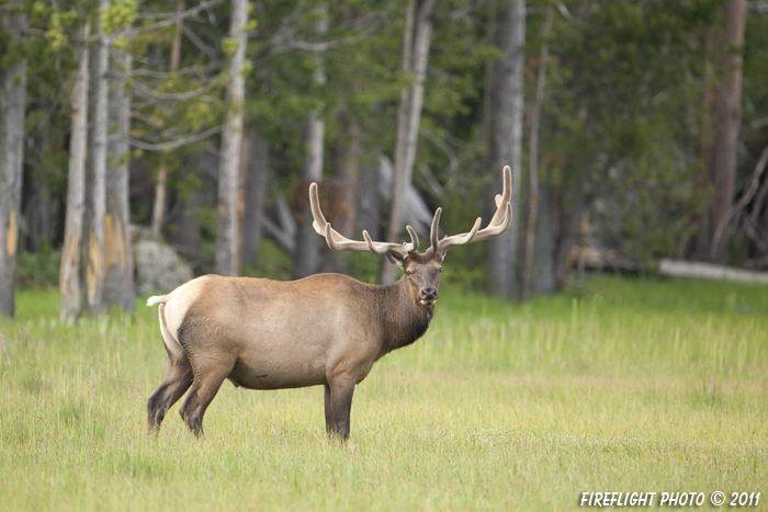 Wildlife;Elk;Bull Elk;Cervus elaphus;Creek;Yellowstone NP;Wyoming;grass;D3X
