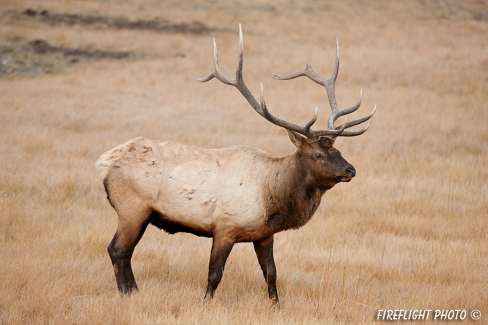 Wildlife;Elk;Bull Elk;Cervus elaphus;field;grass;Yellowstone;Mammoth;Wyoming