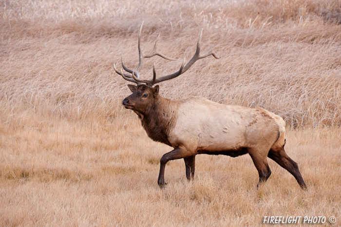 Wildlife;Elk;Bull Elk;Cervus elaphus;field;grass;Yellowstone;Mammoth;Wyoming