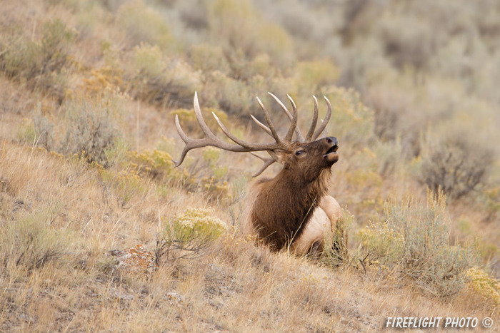 Wildlife;Elk;Bull Elk;Cervus elaphus;field;grass;bugling;Yellowstone;Mammoth;Wyoming