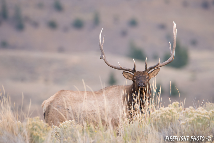 Wildlife;Elk;Bull Elk;Cervus elaphus;hills;grass;Yellowstone;Mammoth;Wyoming
