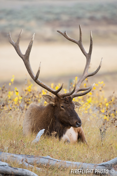 Wildlife;Elk;Bull Elk;Cervus elaphus;field;grass;Yellowstone;flowers;Mammoth;Wyoming