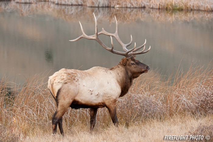 Wildlife;Elk;Bull Elk;Cervus elaphus;field;grass;water;Yellowstone;Mammoth;Wyoming