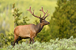 Wildlife;Elk;Bull-Elk;Cervus-elaphus;Velvet;Yellowstone-NP;Wyoming;grass;D5