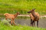 Wildlife;Elk;Female-Elk;Cervus-elaphus;river;Yellowstone-NP;Wyoming;grass;calf;baby;D5