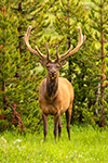Wildlife;Elk;Bull-Elk;Cervus-elaphus;trees;Yellowstone-NP;Wyoming;grass;velvet;D5