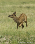Wildlife;Elk;calf;Cervus-elaphus;grass;Yellowstone-NP;Wyoming