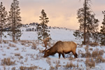 Wildlife;Elk;Bull-Elk;Cervus-elaphus;Snow;sunset;Yellowstone-NP;Wyoming
