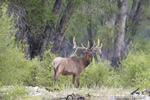 Wildlife;Elk;Bull-Elk;Cervus-elaphus;River;Trees;Grand-Teton;Wyoming