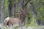 Wildlife;Elk;Bull-Elk;Cervus-elaphus;River;Trees;Grand-Teton;Wyoming