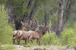 Wildlife;Elk;Bull-Elk;Cervus-elaphus;River;Trees;Grand-Teton;Wyoming