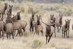 Wildlife;Elk;Bull-Elk;Cervus-elaphus;stampede;herd;Grand-Teton;Wyoming;D4