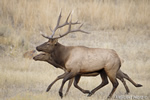 Wildlife;Elk;Bull-Elk;Cervus-elaphus;stampede;herd;Grand-Teton;Wyoming;D4